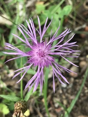 Centaurea jacea