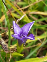 Gentianopsis ciliata