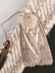 Agrotis segetum