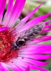 Platycheirus albimanus