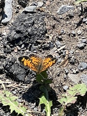 Phyciodes cocyta