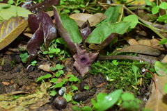 Asarum ichangense