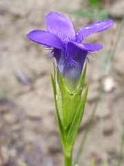 Gentianopsis ciliata