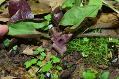 Asarum ichangense