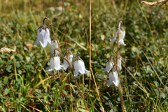 Campanula barbata