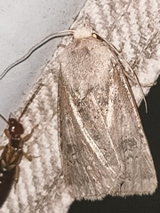 Agrotis segetum