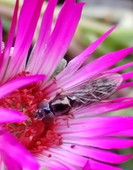 Platycheirus albimanus