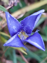Gentianopsis ciliata