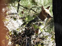 Lycalopex gymnocercus