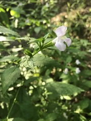 Mimulus alatus