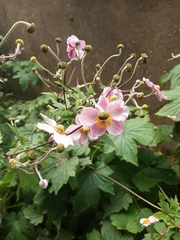 Eriocapitella hupehensis