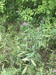 Centaurea jacea