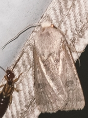 Agrotis segetum