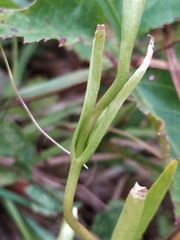 Gentianopsis ciliata