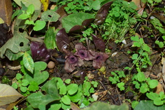 Asarum ichangense