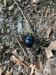 Geotrupes balyi