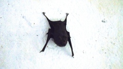 Balantiopteryx plicata