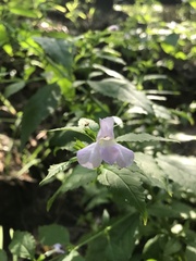 Mimulus alatus