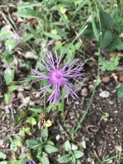 Centaurea jacea