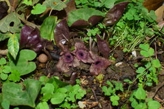 Asarum ichangense