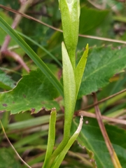 Gentianopsis ciliata