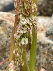 Oxyria digyna
