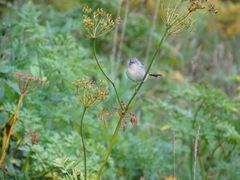 Leiothlypis virginiae