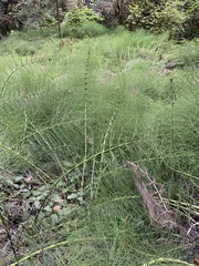Equisetum