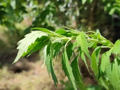 Chaiturus marrubiastrum