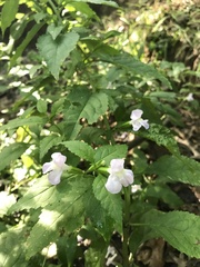 Mimulus alatus