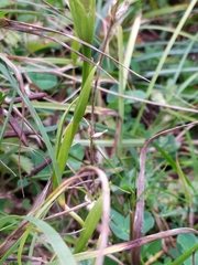 Gentianopsis ciliata