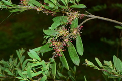 Distylium buxifolium