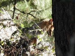 Lycalopex gymnocercus