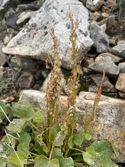 Oxyria digyna