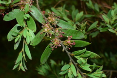 Distylium buxifolium