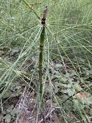 Equisetum