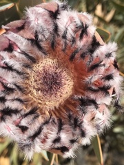 Protea laurifolia