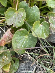 Oxyria digyna