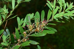 Distylium buxifolium