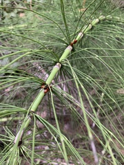 Equisetum