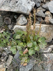 Oxyria digyna