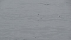 Hirundo rustica