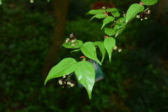 Acer cordatum