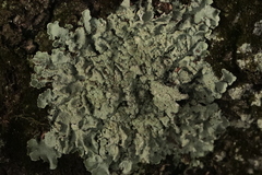 Parmelioideae