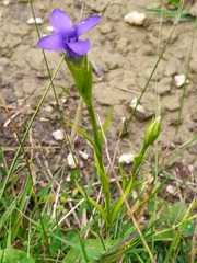 Gentianopsis ciliata