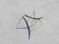 Proscopiidae