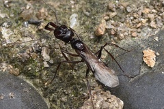 Odontomachus
