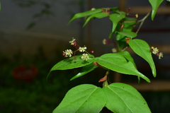 Acer cordatum