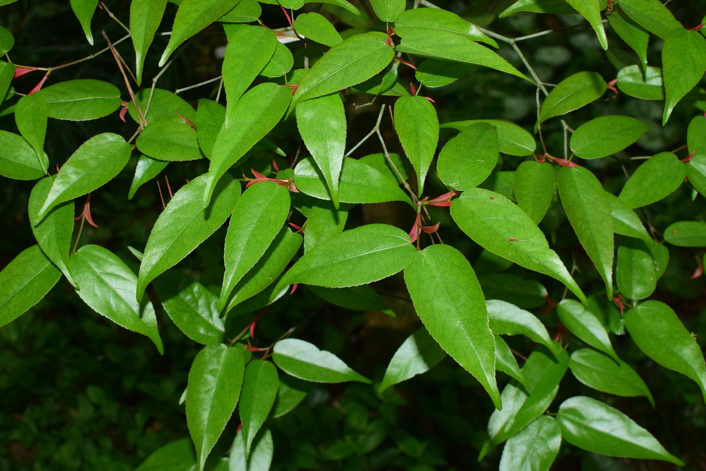 Acer cordatum (Acer cordatum)