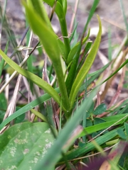 Gentianopsis ciliata